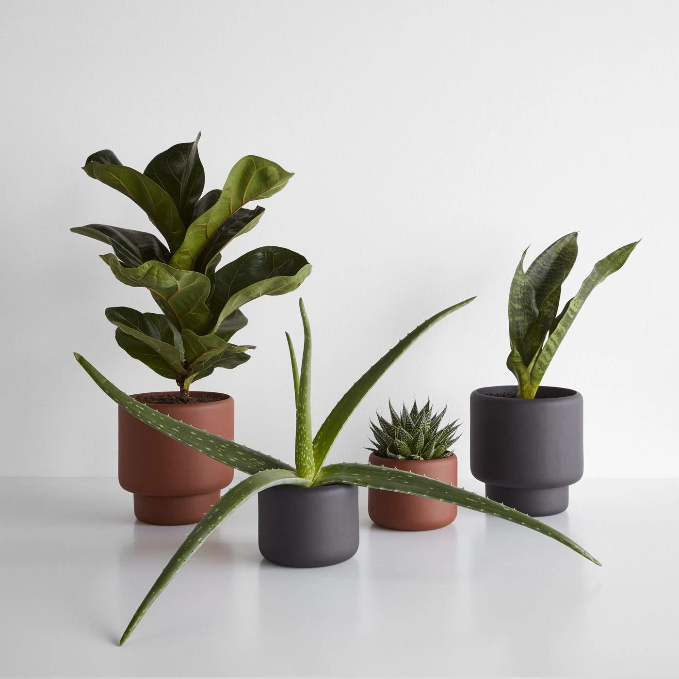 Botany Black Medium Planter - Image 5